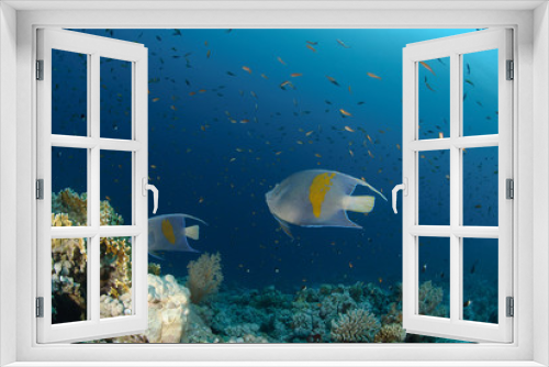 Fototapeta Naklejka Na Ścianę Okno 3D - Yellow bar anglefish and coral reef