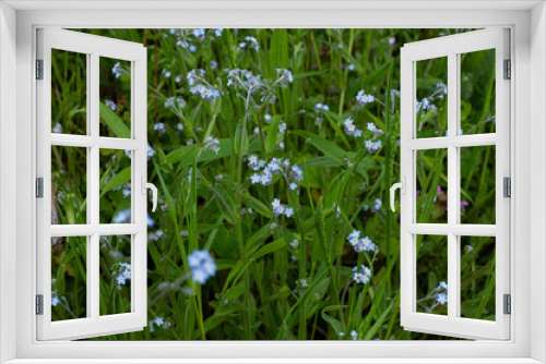 Fototapeta Naklejka Na Ścianę Okno 3D - blue flowers in grass