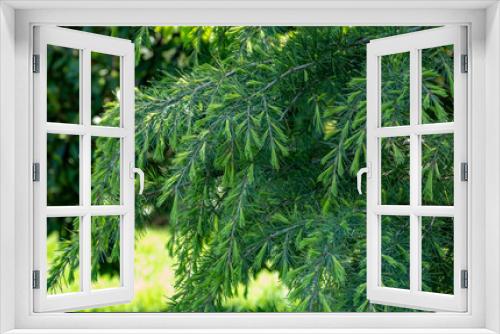 Fototapeta Naklejka Na Ścianę Okno 3D - Fresh young fir branches