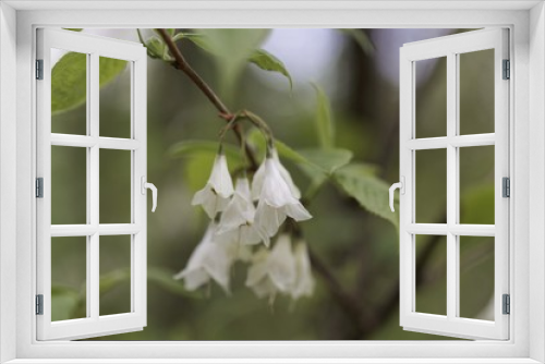 Fototapeta Naklejka Na Ścianę Okno 3D - Flowers of a Carolina silverbell, Halesia carolina.