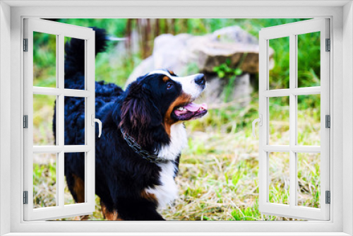 Fototapeta Naklejka Na Ścianę Okno 3D - Bernese Mountain Dog portrait