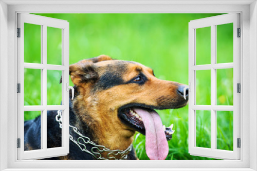 Fototapeta Naklejka Na Ścianę Okno 3D - Dog on green grass