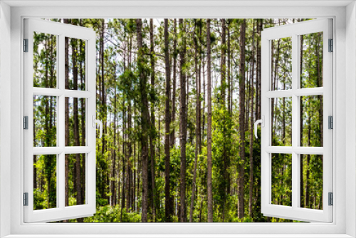 Fototapeta Naklejka Na Ścianę Okno 3D - Florida Pine Trees