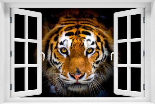 Fototapeta Naklejka Na Ścianę Okno 3D - Siberian tiger, Panthera tigris altaica, also known as the Amur tiger