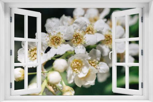 Fototapeta Naklejka Na Ścianę Okno 3D - White flowers of bird cherry. Macro close-up. Copy space. Green foliage in the background.