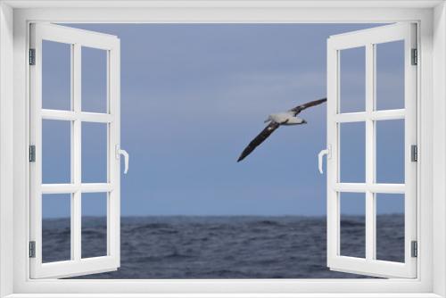 Fototapeta Naklejka Na Ścianę Okno 3D - wandering albatross