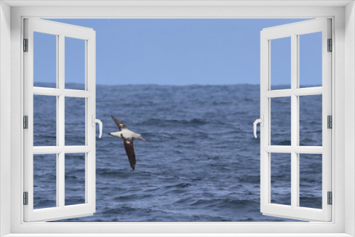 Fototapeta Naklejka Na Ścianę Okno 3D - wandering albatross