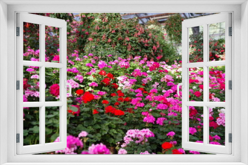 Fototapeta Naklejka Na Ścianę Okno 3D - 温室で咲く満開の花