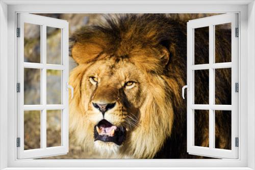 Fototapeta Naklejka Na Ścianę Okno 3D - Beautiful Mighty Lion