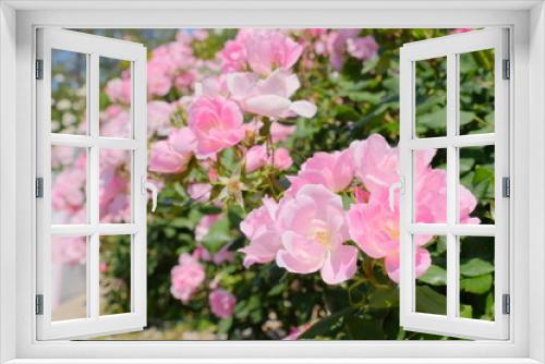 Fototapeta Naklejka Na Ścianę Okno 3D - rose garden in Yokohama city