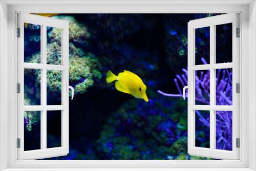 Fototapeta Naklejka Na Ścianę Okno 3D - Wonderful and beautiful underwater world with corals and tropical fish.