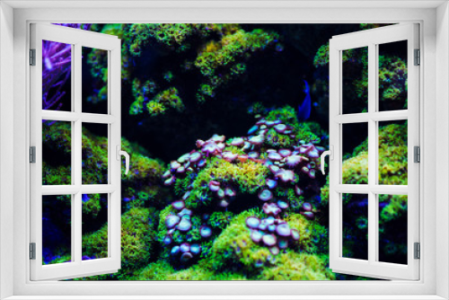 Fototapeta Naklejka Na Ścianę Okno 3D - Underwater, Underwater World, Coral Reef