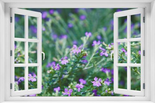 Fototapeta Naklejka Na Ścianę Okno 3D - Beautiful flowers with purplish blue holes and flower pistils