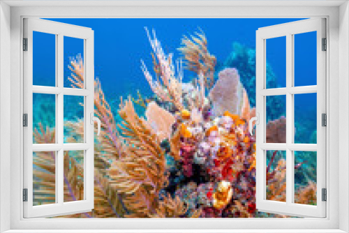 Fototapeta Naklejka Na Ścianę Okno 3D - Coral garden in Caribbean
