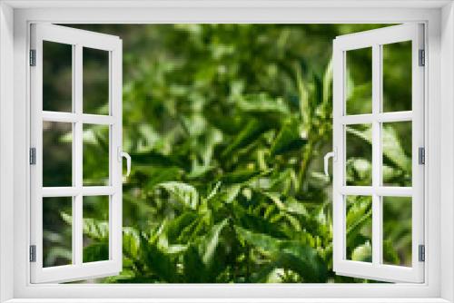 Fototapeta Naklejka Na Ścianę Okno 3D - Cultivated vegetable leaf