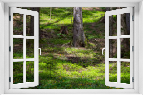 Fototapeta Naklejka Na Ścianę Okno 3D - Pfad in den Nadelwald