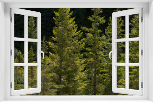 Fototapeta Naklejka Na Ścianę Okno 3D - Pine trees in forest, David Thompson Highway, Clearwater County, Alberta, Canada
