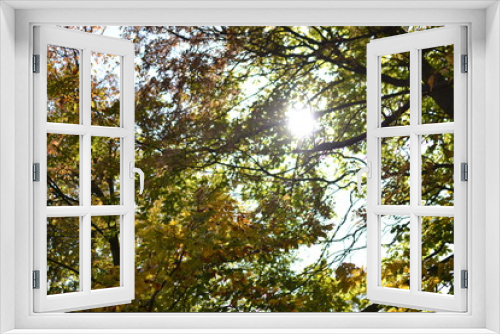 Fototapeta Naklejka Na Ścianę Okno 3D - yellow tree in autumn