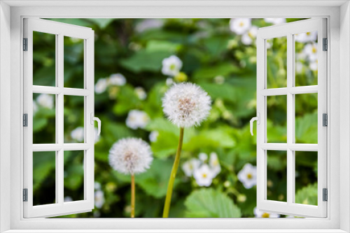 Fototapeta Naklejka Na Ścianę Okno 3D - two dandelions on a blurred background