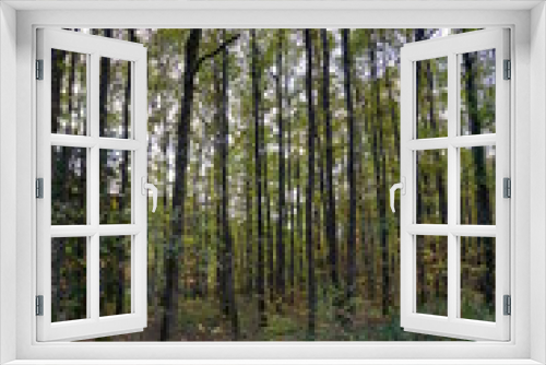 Fototapeta Naklejka Na Ścianę Okno 3D - Forêt Domaniale de Vouillé-Saint-Hilaire