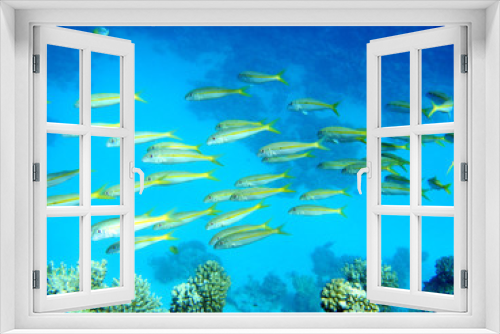 Fototapeta Naklejka Na Ścianę Okno 3D - Korallenriff mit bunten Fischen