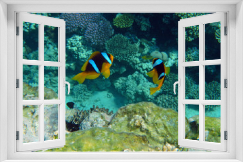 Fototapeta Naklejka Na Ścianę Okno 3D - Clownfisch im Roten Meer