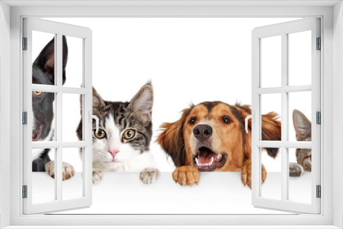 Fototapeta Naklejka Na Ścianę Okno 3D - Cats and Dogs Peeking Over White Web Banner