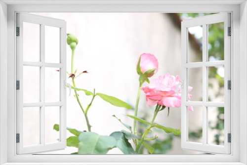 Fototapeta Naklejka Na Ścianę Okno 3D - pink flowers on white background