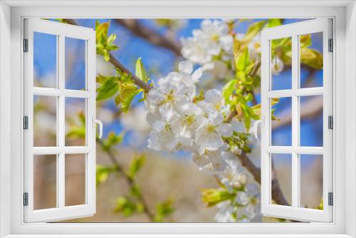 Fototapeta Naklejka Na Ścianę Okno 3D - Spring outdoors, blooming white cherry flowers