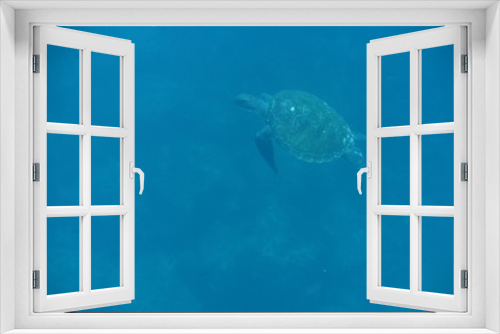 Fototapeta Naklejka Na Ścianę Okno 3D - turtle