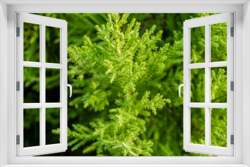 Fototapeta Naklejka Na Ścianę Okno 3D - bright green conifer needles on a branch close up on a blurred background of a bush