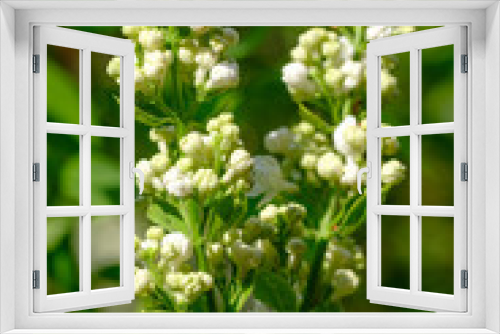 Fototapeta Naklejka Na Ścianę Okno 3D - Blüten von Flieder (Syringa vulgaris)