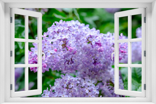 Fototapeta Naklejka Na Ścianę Okno 3D - Lila Flieder-Blüten (Syringa vulgaris)