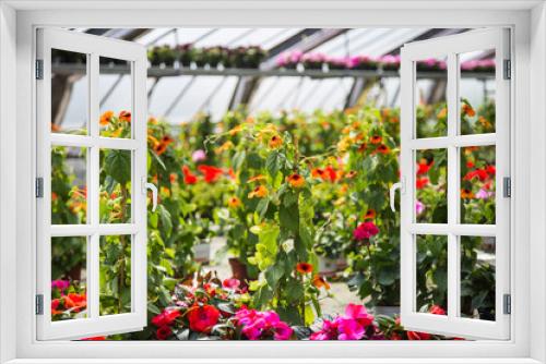 Fototapeta Naklejka Na Ścianę Okno 3D - Flowers in the glasshouse in a garden center