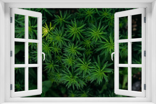 Fototapeta Naklejka Na Ścianę Okno 3D - green plant texture, nature after rain, selective focus