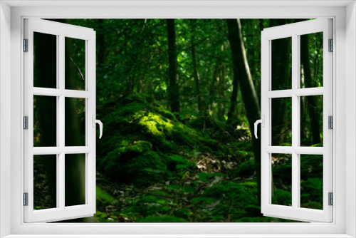 Fototapeta Naklejka Na Ścianę Okno 3D - Waldboden