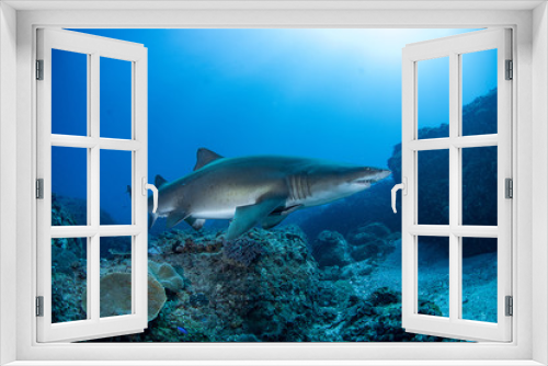 Fototapeta Naklejka Na Ścianę Okno 3D - Grey nurse shark swimming in blue water over reef