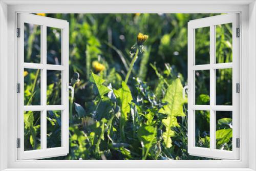 Fototapeta Naklejka Na Ścianę Okno 3D - Growing dandelion in the meadow