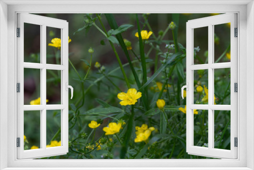 Fototapeta Naklejka Na Ścianę Okno 3D - Prairie Broomweed, yellow wildflowers, Xanthocephalum dracunculoides