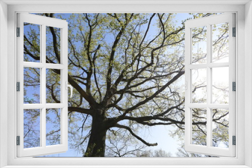 Fototapeta Naklejka Na Ścianę Okno 3D - Alte, große Eiche mit verzweigten Ästen und grünen Blättern im Frühling als Silhouette vor blauem Himmel aus Froschperspektive