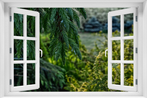Fototapeta Naklejka Na Ścianę Okno 3D - Weeping serbian spruce in conifer garden