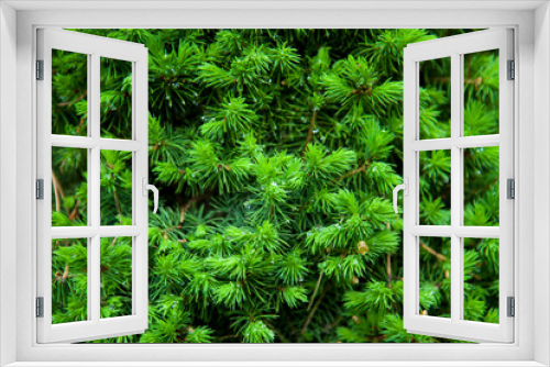 Fototapeta Naklejka Na Ścianę Okno 3D - Spruce branches background. Close-up. Young spring fir-needles. Plant background.