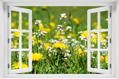 Fototapeta Naklejka Na Ścianę Okno 3D - Wiesenblumen mit Löwenzahn