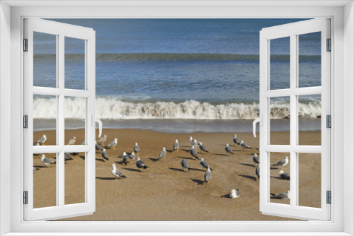Fototapeta Naklejka Na Ścianę Okno 3D - flock of sea birds on beach