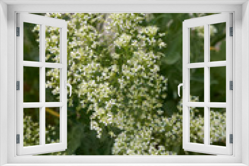 Fototapeta Naklejka Na Ścianę Okno 3D - Lepidium draba
