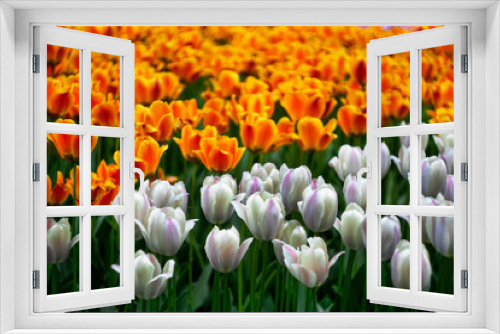 Fototapeta Naklejka Na Ścianę Okno 3D - orange and pink tulips, background image