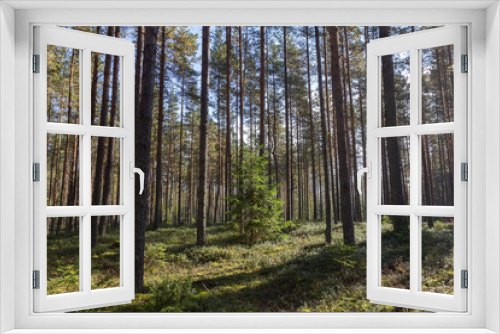 Fototapeta Naklejka Na Ścianę Okno 3D - young spruce grows among the pines