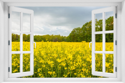 Fototapeta Naklejka Na Ścianę Okno 3D - yellow oilseed field agriculture business