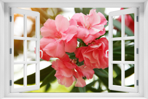 Fototapeta Naklejka Na Ścianę Okno 3D - Pink oleander on a green background
