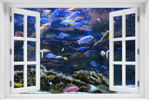 Fototapeta Naklejka Na Ścianę Okno 3D - many colorful aquarium fish
